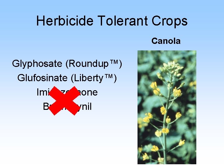 Herbicide Tolerant Crops Canola Glyphosate (Roundup™) Glufosinate (Liberty™) Imidazolinone Bromoxynil 