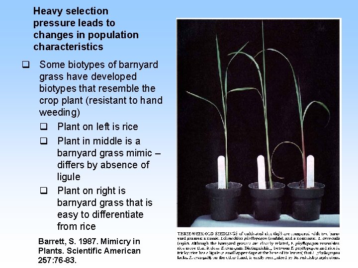 Heavy selection pressure leads to changes in population characteristics q Some biotypes of barnyard