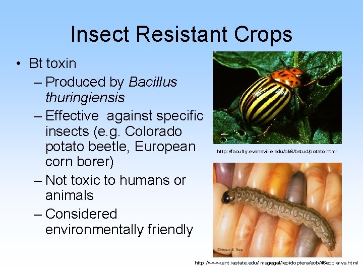 Insect Resistant Crops • Bt toxin – Produced by Bacillus thuringiensis – Effective against