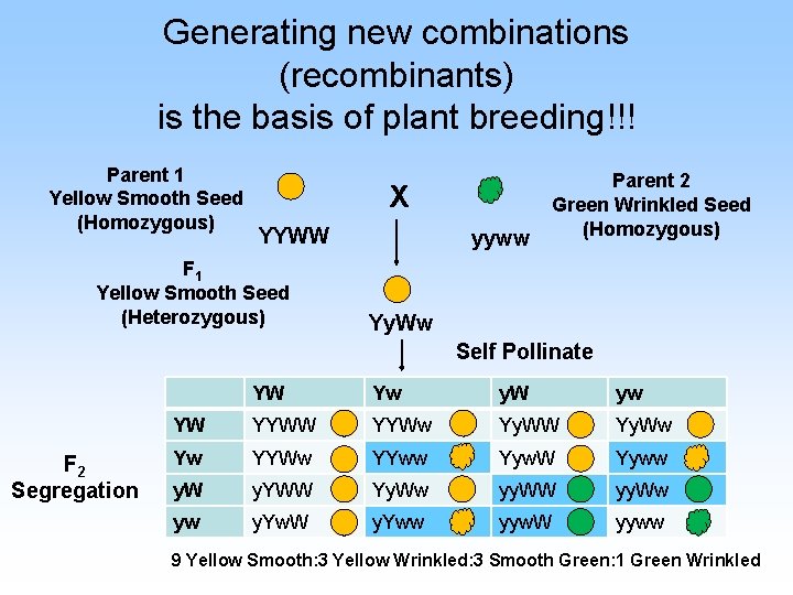 Generating new combinations (recombinants) is the basis of plant breeding!!! Parent 1 Yellow Smooth