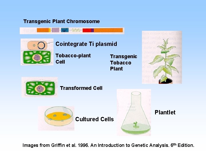 Transgenic Plant Chromosome Cointegrate Ti plasmid Tobacco-plant Cell Transgenic Tobacco Plant Transformed Cell Plantlet