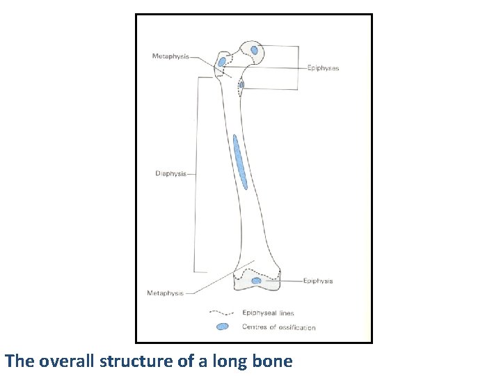 The overall structure of a long bone 
