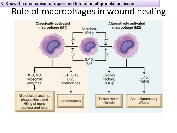 3. Know the mechanism of repair and formation of granulation tissue. Role of macrophages