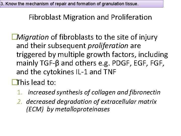 3. Know the mechanism of repair and formation of granulation tissue. Fibroblast Migration and