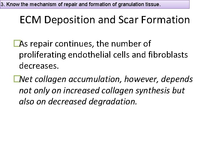 3. Know the mechanism of repair and formation of granulation tissue. ECM Deposition and