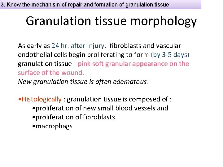 3. Know the mechanism of repair and formation of granulation tissue. Granulation tissue morphology