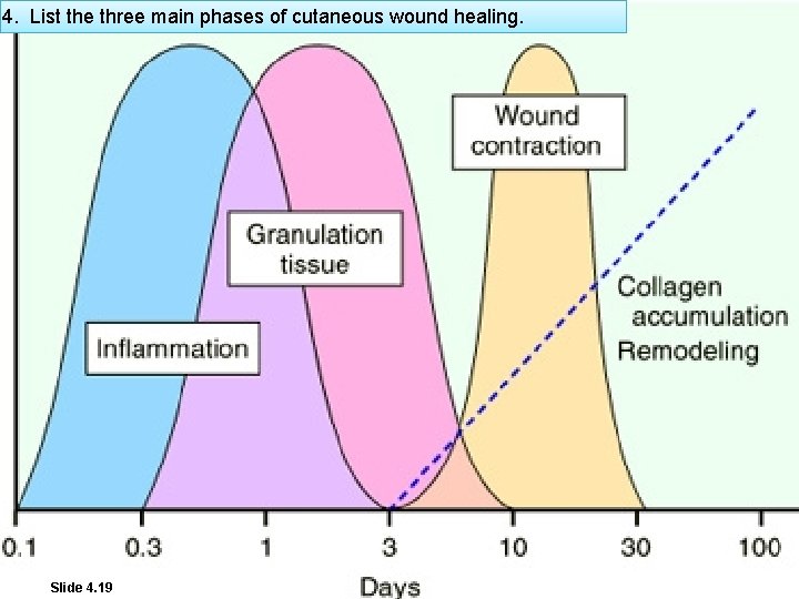 4. List the three main phases of cutaneous wound healing. Slide 4. 19 W.