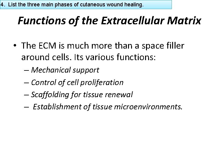 4. List the three main phases of cutaneous wound healing. Functions of the Extracellular