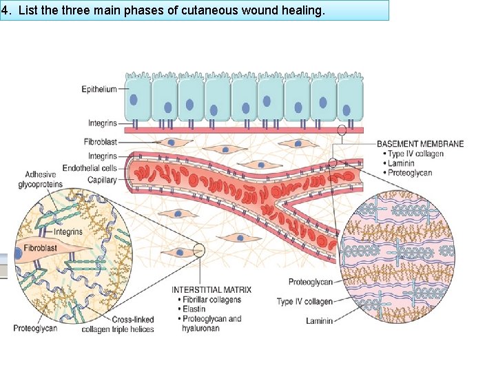 4. List the three main phases of cutaneous wound healing. 