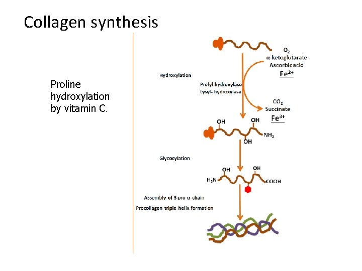 Collagen synthesis Proline hydroxylation by vitamin C. 