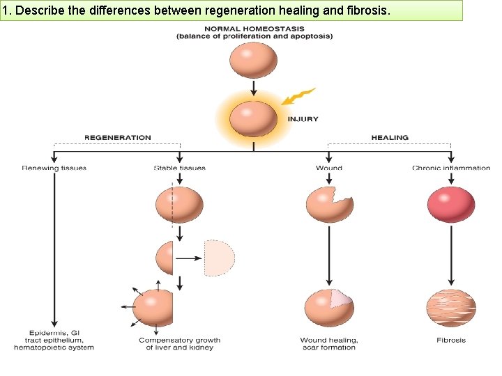 1. Describe the differences between regeneration healing and fibrosis. 