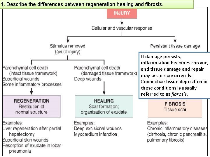 1. Describe the differences between regeneration healing and fibrosis. If damage persists, inflammation becomes