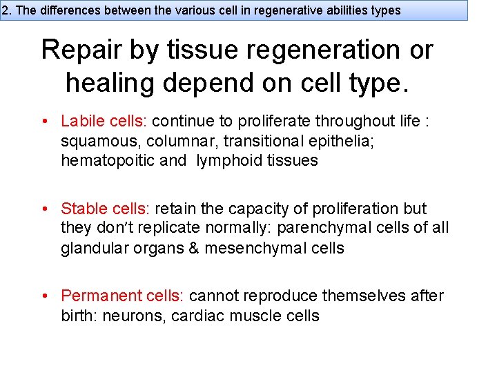 2. The differences between the various cell in regenerative abilities types Repair by tissue