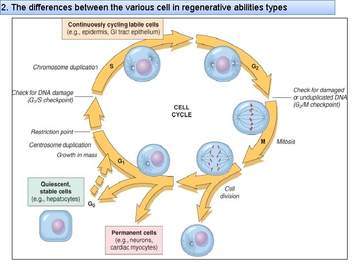 2. The differences between the various cell in regenerative abilities types 