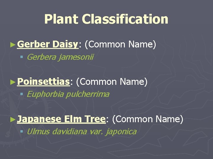 Plant Classification ► Gerber Daisy: (Common Name) § Gerbera jamesonii ► Poinsettias: (Common Name)