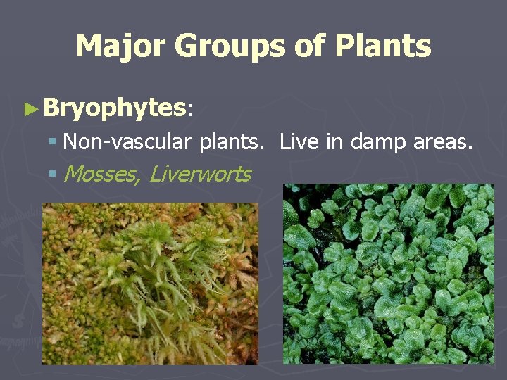 Major Groups of Plants ►Bryophytes: § Non-vascular plants. Live in damp areas. § Mosses,