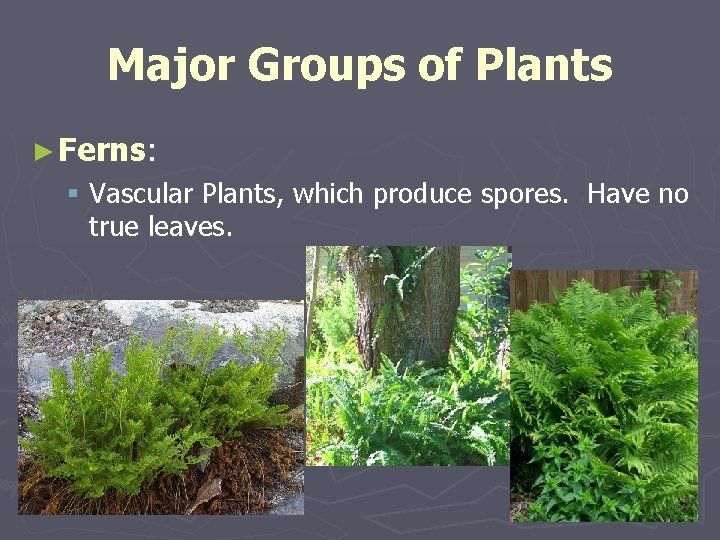 Major Groups of Plants ► Ferns: § Vascular Plants, which produce spores. Have no