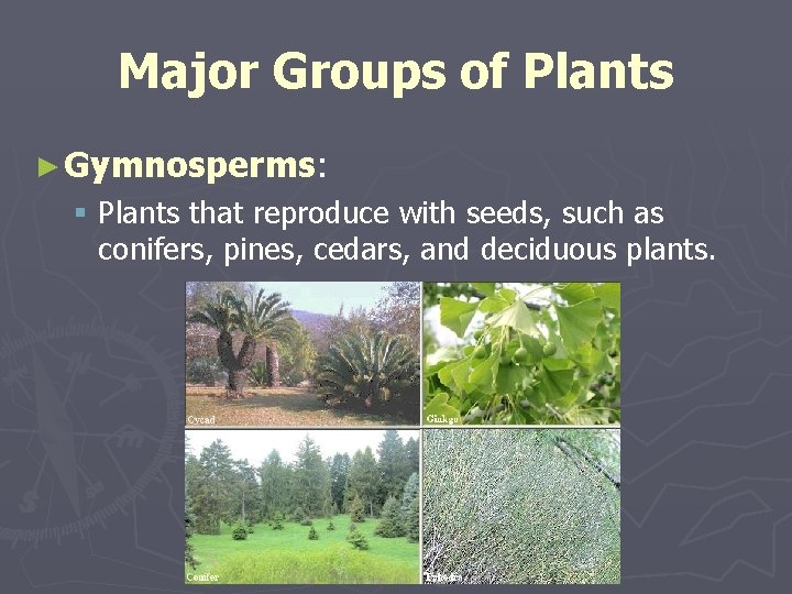 Major Groups of Plants ► Gymnosperms: § Plants that reproduce with seeds, such as
