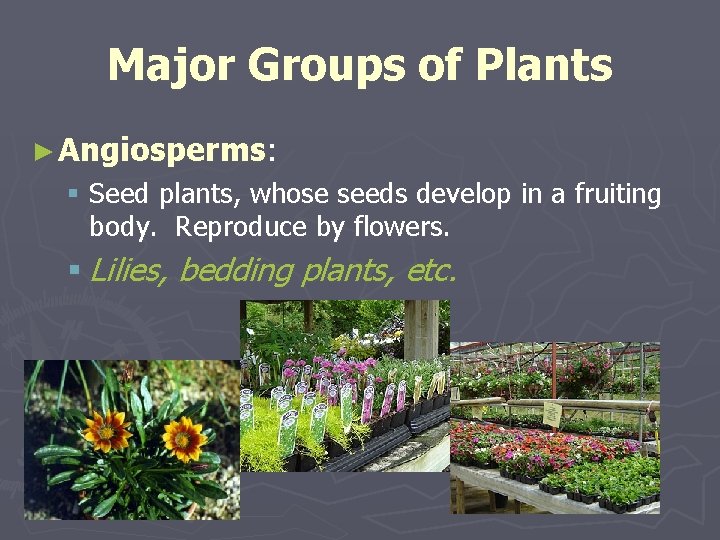 Major Groups of Plants ► Angiosperms: § Seed plants, whose seeds develop in a