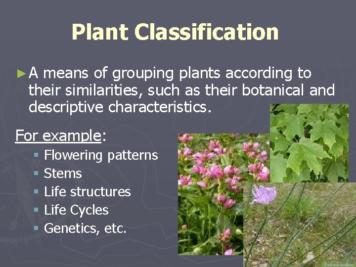 Plant Classification ►A means of grouping plants according to their similarities, such as their