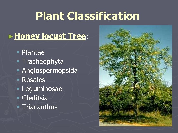 Plant Classification ► Honey locust Tree: § Plantae § Tracheophyta § Angiospermopsida § Rosales