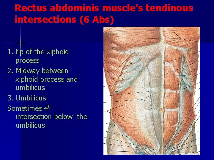 Rectus abdominis muscle’s tendinous intersections (6 Abs) 1. tip of the xiphoid process 2.