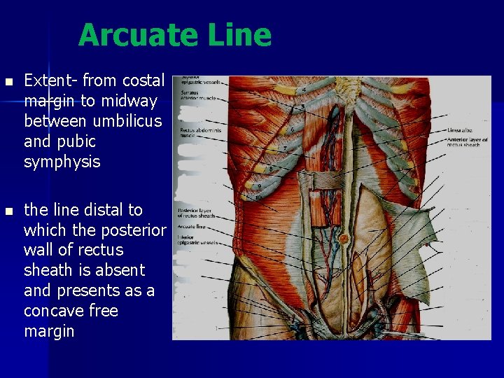 Arcuate Line n Extent- from costal margin to midway between umbilicus and pubic symphysis