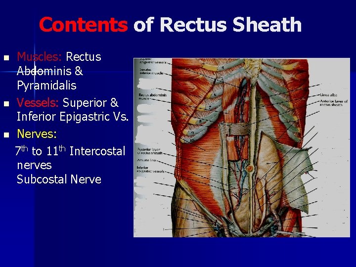 Contents of Rectus Sheath n n n Muscles: Rectus Abdominis & Pyramidalis Vessels: Superior