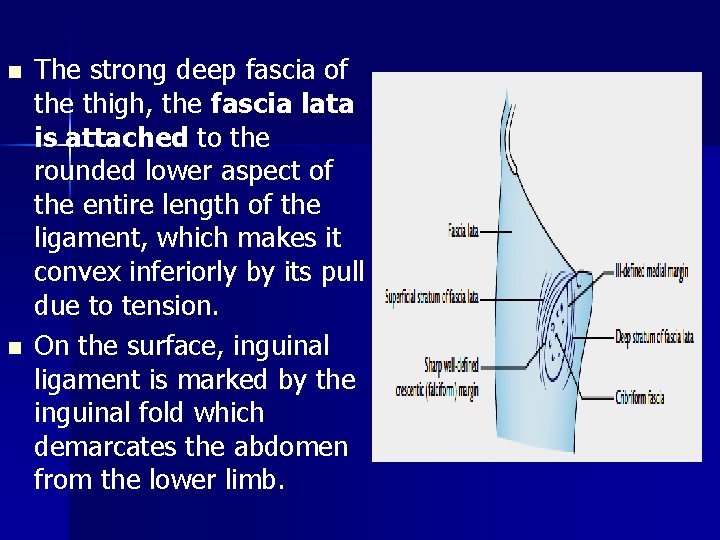 n n The strong deep fascia of the thigh, the fascia lata is attached