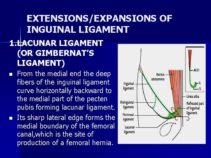 EXTENSIONS/EXPANSIONS OF INGUINAL LIGAMENT 1. LACUNAR LIGAMENT (OR GIMBERNAT’S LIGAMENT) n n From the