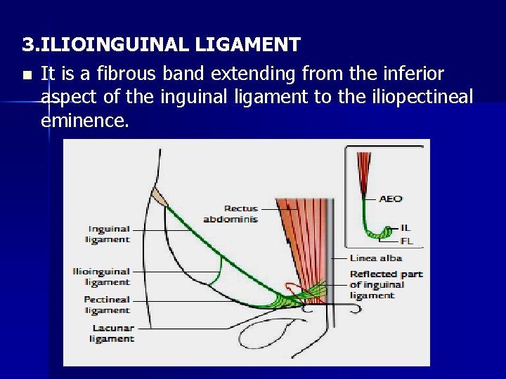 3. ILIOINGUINAL LIGAMENT n It is a fibrous band extending from the inferior aspect