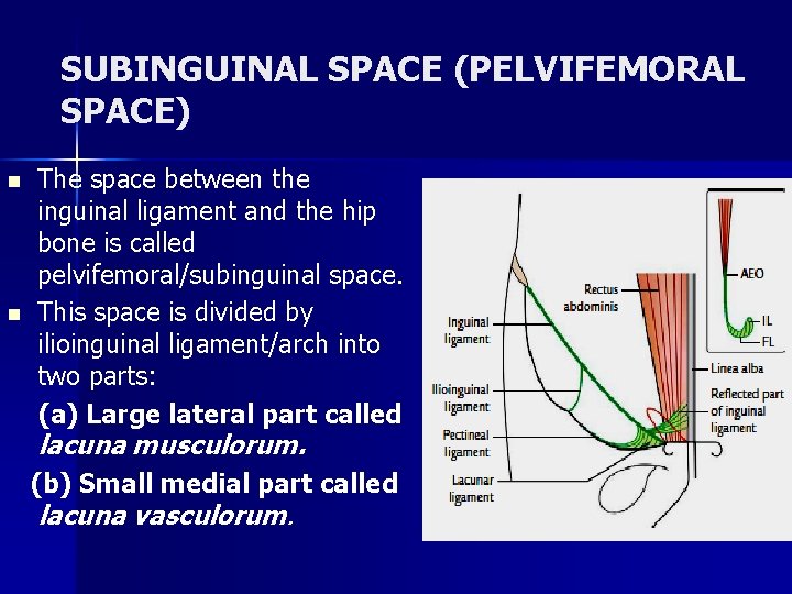 SUBINGUINAL SPACE (PELVIFEMORAL SPACE) n n The space between the inguinal ligament and the