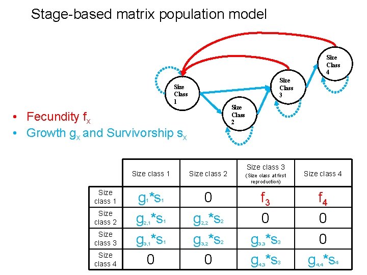 Stage-based matrix population model Size Class 4 Size Class 3 Size Class 1 Size