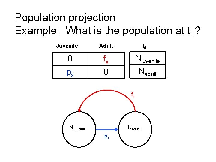 Population projection Example: What is the population at t 1? Juvenile Adult t 0