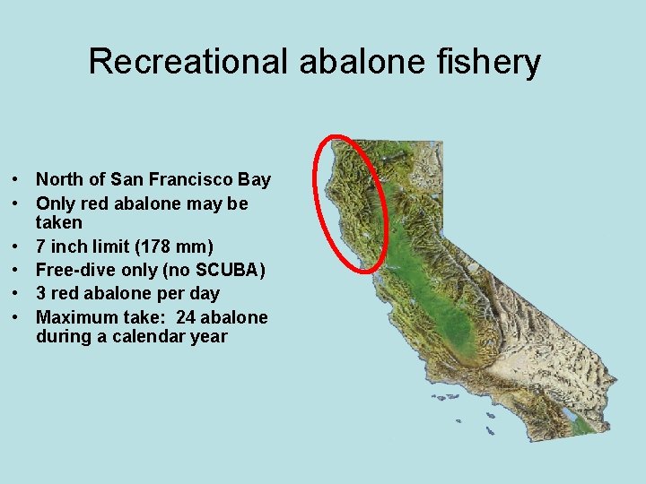 Recreational abalone fishery • North of San Francisco Bay • Only red abalone may