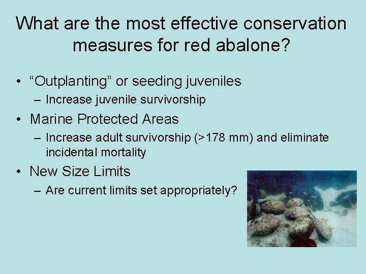 What are the most effective conservation measures for red abalone? • “Outplanting” or seeding