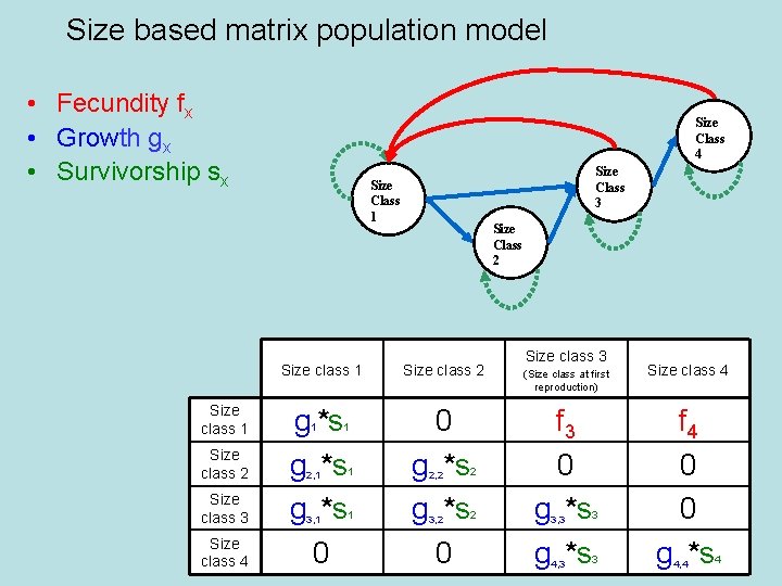 Size based matrix population model • Fecundity fx • Growth gx • Survivorship sx