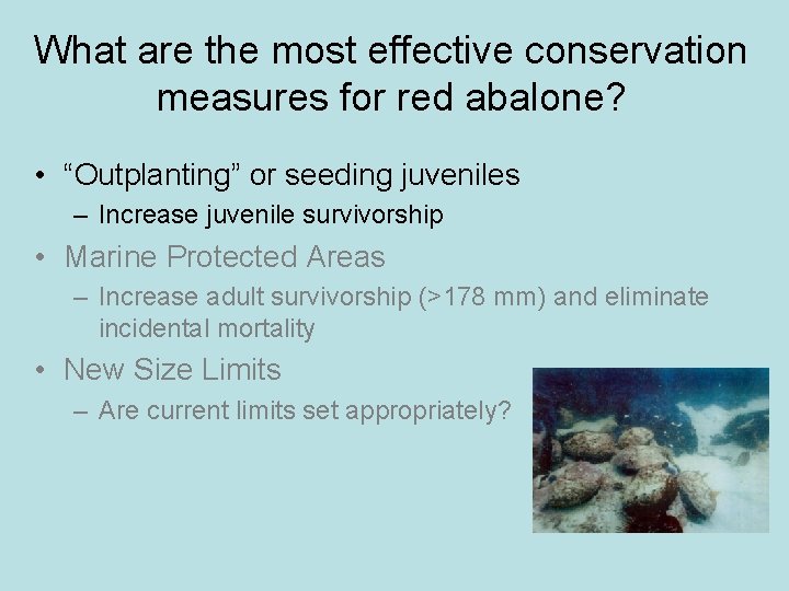 What are the most effective conservation measures for red abalone? • “Outplanting” or seeding