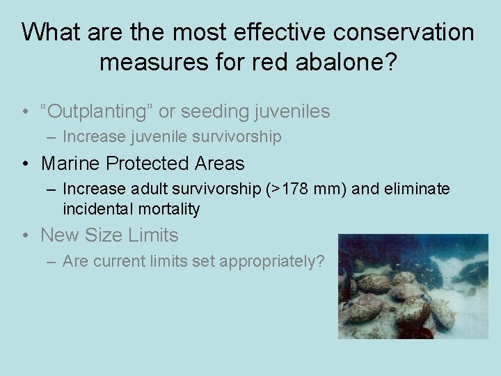 What are the most effective conservation measures for red abalone? • “Outplanting” or seeding