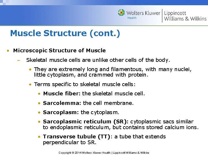 Muscle Structure (cont. ) • Microscopic Structure of Muscle – Skeletal muscle cells are
