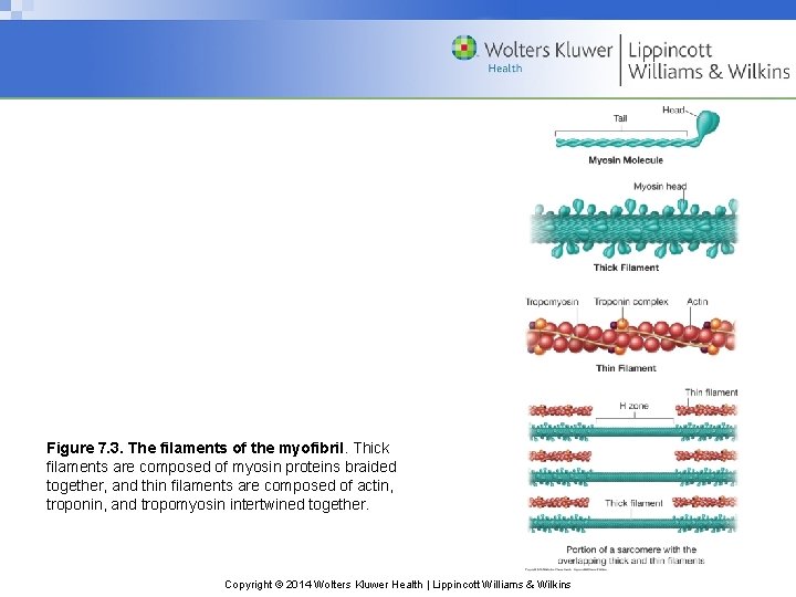 Figure 7. 3. The filaments of the myofibril. Thick filaments are composed of myosin