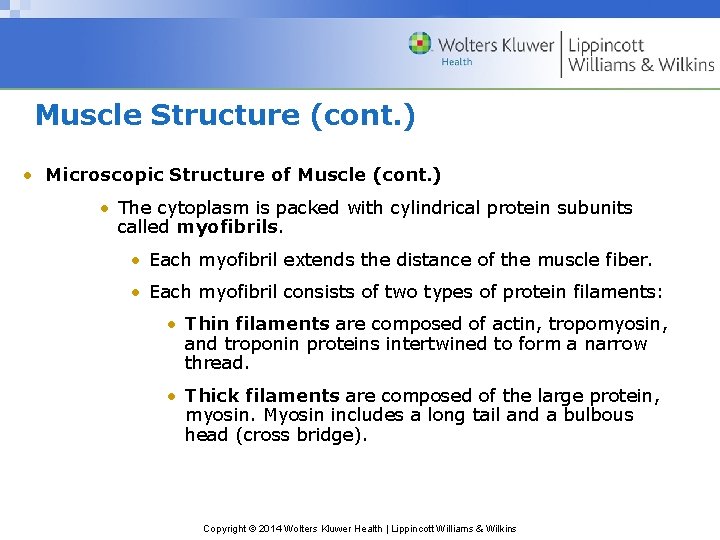 Muscle Structure (cont. ) • Microscopic Structure of Muscle (cont. ) • The cytoplasm