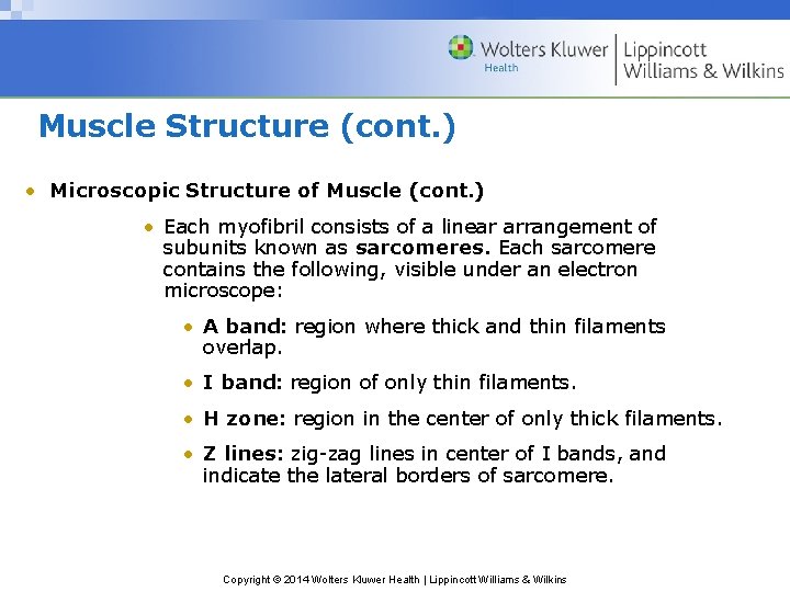 Muscle Structure (cont. ) • Microscopic Structure of Muscle (cont. ) • Each myofibril