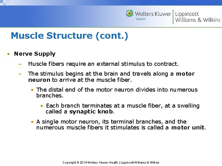 Muscle Structure (cont. ) • Nerve Supply – Muscle fibers require an external stimulus