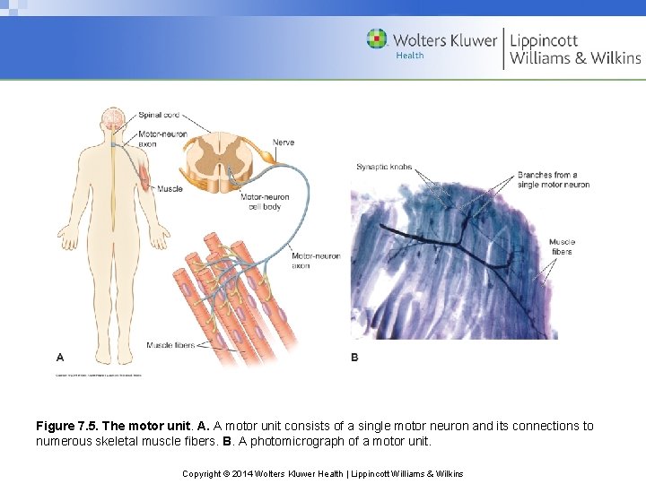 Figure 7. 5. The motor unit. A. A motor unit consists of a single