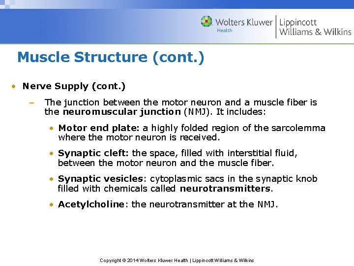 Muscle Structure (cont. ) • Nerve Supply (cont. ) – The junction between the
