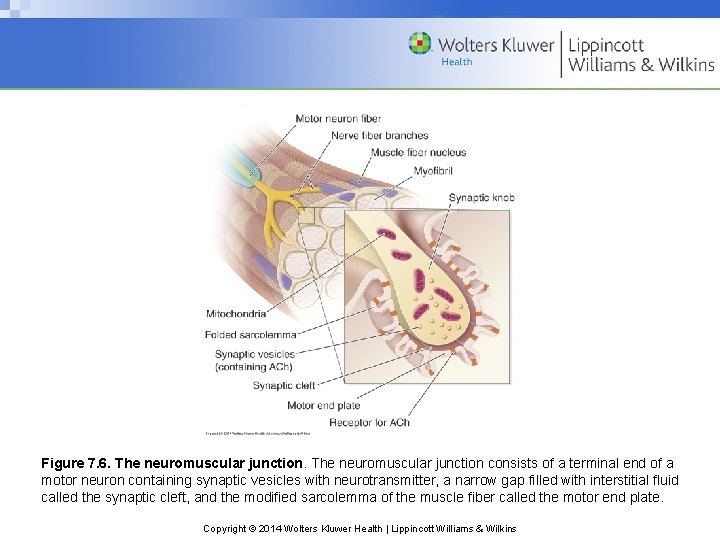 Figure 7. 6. The neuromuscular junction consists of a terminal end of a motor