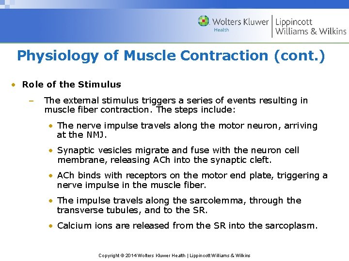 Physiology of Muscle Contraction (cont. ) • Role of the Stimulus – The external