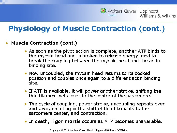 Physiology of Muscle Contraction (cont. ) • As soon as the pivot action is