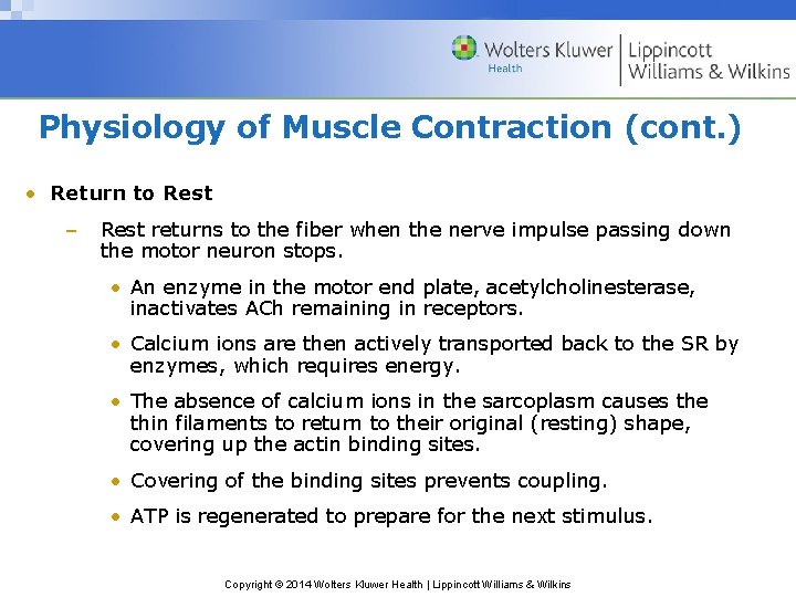 Physiology of Muscle Contraction (cont. ) • Return to Rest – Rest returns to